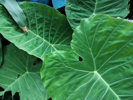 Leaf texture. Wide leaves up close. The natural background theme for the concept of natural balance ecosystems. Also suitable as a background. Wide leaves with roots. Leaves with unique fiberの写真素材