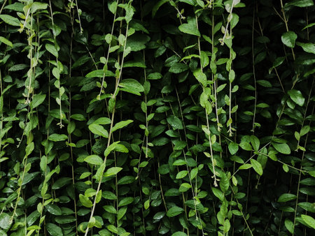 A lush green wall filled with vibrant leaves cascading down, creating a serene atmosphere. Perfect...