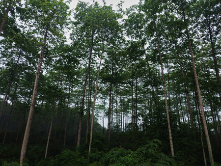 A serene forest scene featuring tall trees with lush green foliage, creating a peaceful and tranquil atmosphere, perfect for nature lovers and outdoor enthusiastsの写真素材