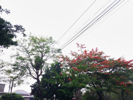 Natural scenery with red flowering trees on a cloudy sky background, creating a calm and cool...