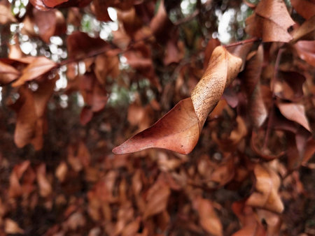The dried leaves are reddish-brown in color, creating a calm, natural atmosphere. Suitable for fall...