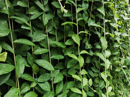 A lush green wall filled with vibrant leaves cascading down, creating a serene atmosphere. Perfect...