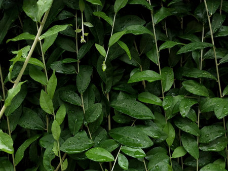 Close-up of lush green leaves adorned with raindrops, showcasing nature's beauty. The vibrant foliage reflects freshness and vitality, perfect for nature-themed projects.の写真素材