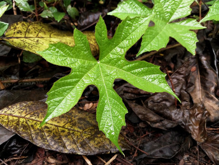The lush background of leaves and wet soil creates a natural and fresh atmosphere. Suitable for environmental and natural beauty themes. Leaves imagesの写真素材