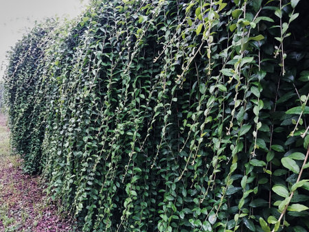 A lush green wall filled with vibrant leaves cascading down, creating a serene atmosphere. Perfect...