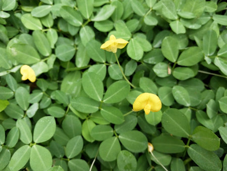 The yellow flower background with small, lush leaves creates a natural, shady, fresh and pleasant atmosphere. Leaf background for a nature concept. Blooming leaves and flowersの写真素材
