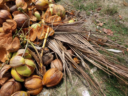 Coconut fiber. Stacks of peeled coconuts stacked. Suitable for business ideas, natural background, coconut shell waste processing concept. Natural backgroundの写真素材