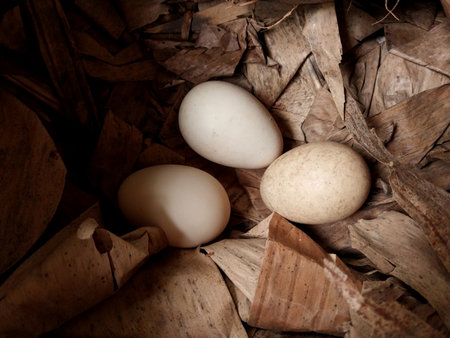 Eggs in a container. Chicken eggs hatched in the wild. 3 Eggs close up. Suitable for farm themes, raw food and maintaining health. Poultry eggsの写真素材