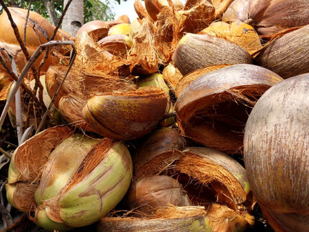 Coconut fiber. Stacks of peeled coconuts stacked. Suitable for business ideas, natural background,...