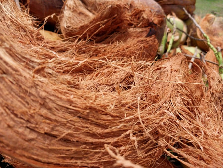 Coconut fiber. Stacks of peeled coconuts stacked. Suitable for business ideas, natural background, coconut shell waste processing concept. Natural backgroundの写真素材