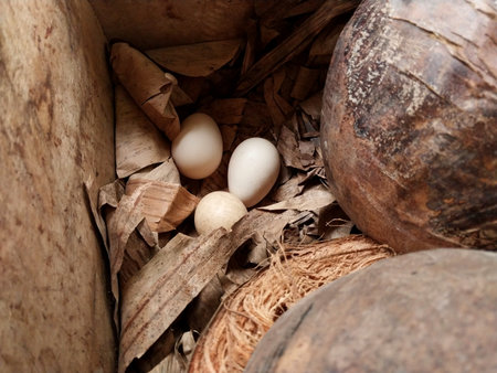 Eggs in a container. Chicken eggs hatched in the wild. 3 Eggs close up. Suitable for farm themes, raw food and maintaining health. Poultry eggsの写真素材