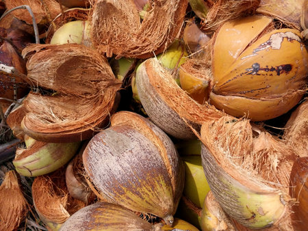 Coconut fiber. Stacks of peeled coconuts stacked. Suitable for business ideas, natural background, coconut shell waste processing concept. Natural backgroundの写真素材