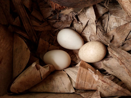 Eggs in a container. Chicken eggs hatched in the wild. 3 Eggs close up. Suitable for farm themes,...