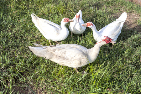 white ducks on green grassの写真素材