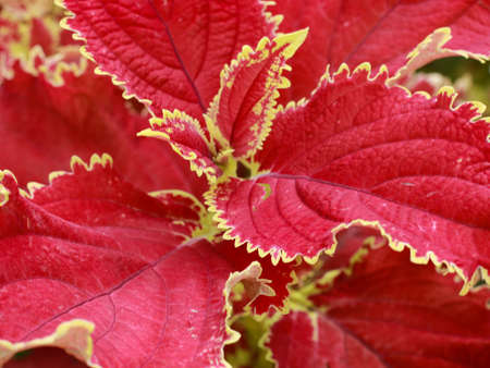 red green leaf tropical ornamental plant
