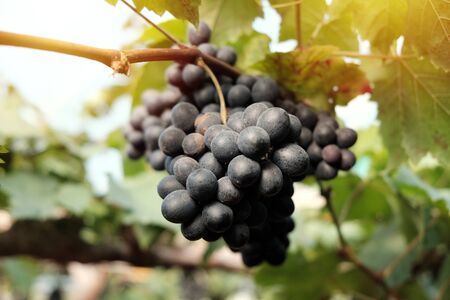 Large bunch of wine grapes hangs from grapes on vineyard