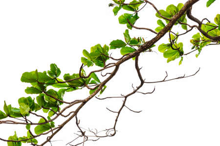 Leaf tree branchの写真素材