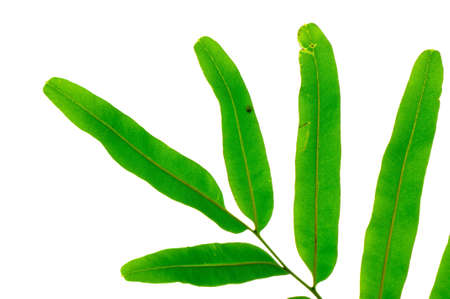 Rain forest leaf