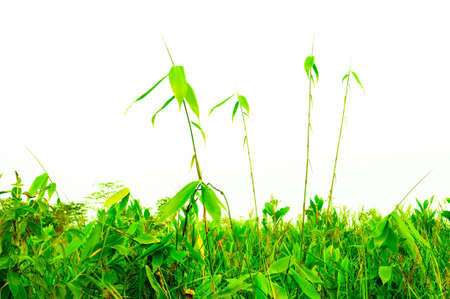 Rain forest green grassの写真素材