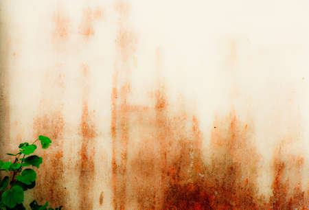 The small tree would like to glowup beside the old congrete wallの写真素材