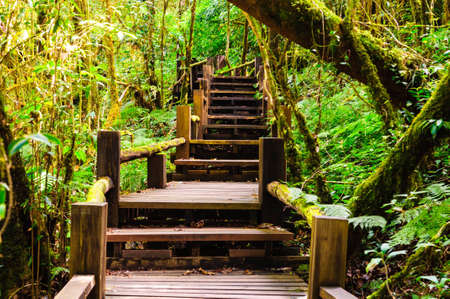 Wood bridge in a tropical rainforest, wet raining ans a lot of mossの写真素材
