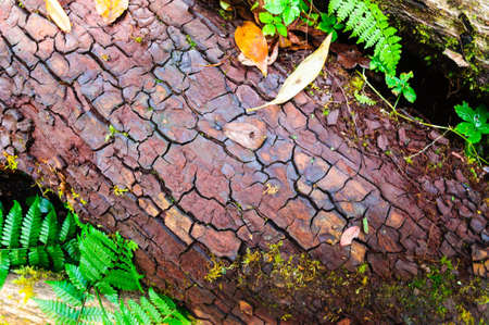 Bark with fern at doi inthanon, northern thailand