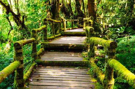 The doi inthanon national park, a lot fo moss on hand rail the bridgeの写真素材