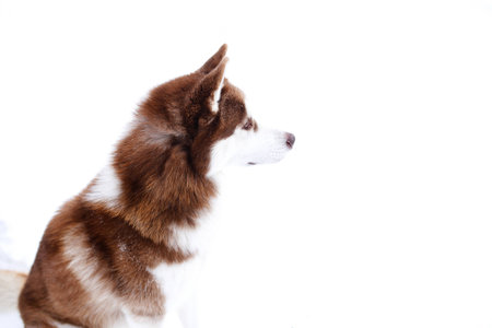 dogs huskie black red brown winter whiteの写真素材
