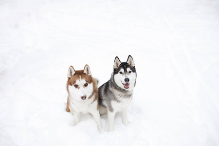 dogs huskie black red brown winter whiteの写真素材