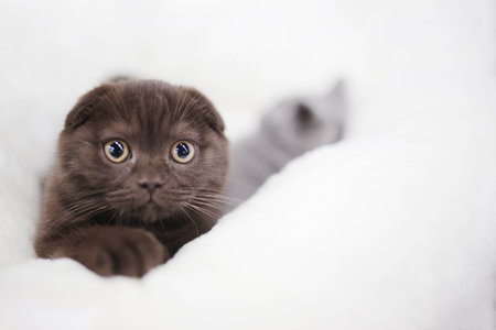 cat kitty little soft brown background pittyの写真素材