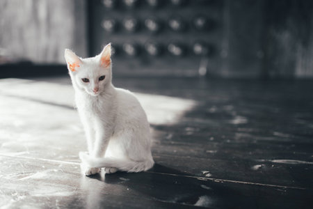 cat kitty little soft white background relaxの写真素材