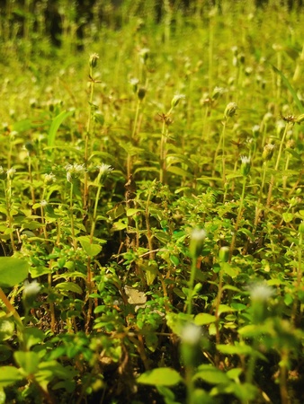 green plantの素材