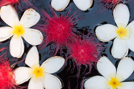 Frangipani flowers on the waterの写真素材