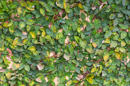 Leaves wall can be used a background and decorationの写真素材