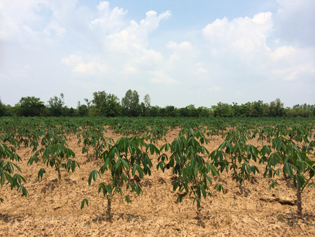 Cassava farming is agricultureの写真素材