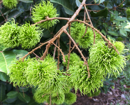 Green rambutan on treeの写真素材