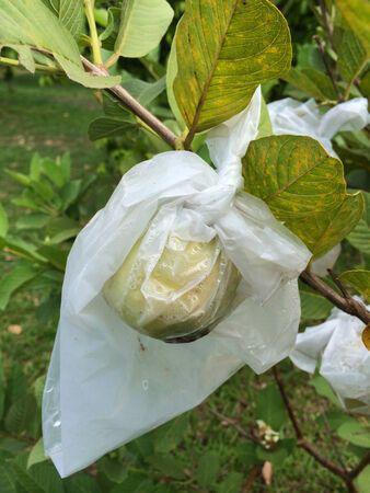 Guava wrapped in plastic bagsの写真素材