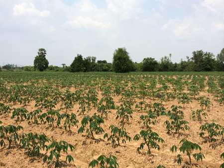 Cassava farming is agricultureの写真素材
