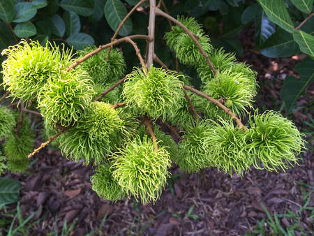 Green rambutan on treeの写真素材