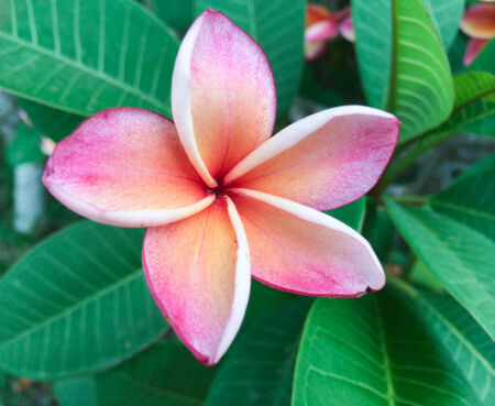 Purple frangipani bloom in the gardenの写真素材