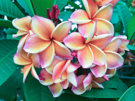 Bunch of purple frangipani bloom in the gardenの写真素材