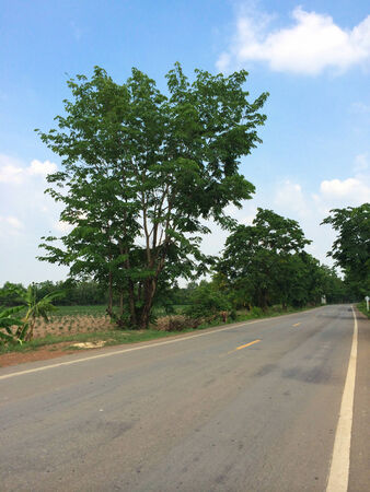Rural road with trees besideの写真素材