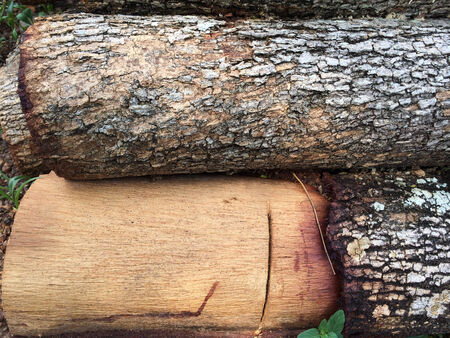 Timber heap on the grassの写真素材