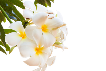 Frangipani isolated on white backgroundの写真素材