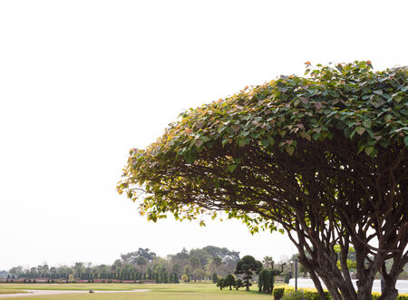 big tree with green leaves is in the parkの写真素材