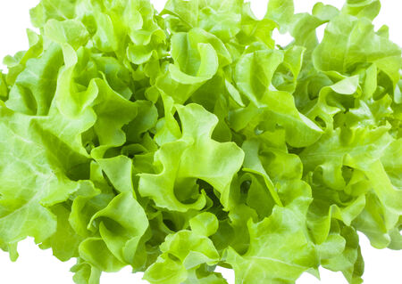 Fresh lettuce isolated on white backgroundの写真素材