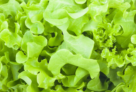 Fresh green lettuce used to be backgroundの写真素材
