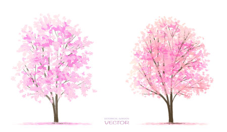 Vector watercolor of tree side view isolated on white background for landscape and architecture drawing, elements for environment and garden, painting botanical for section and eleのイラスト素材