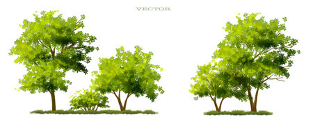 Vector watercolor of tree side view isolated on white background for landscape and architecture drawing, elements for environment and garden,botanical for sectionのイラスト素材