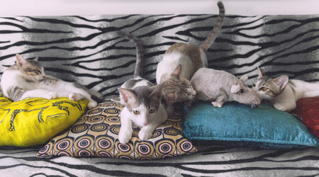 cat familyの写真素材